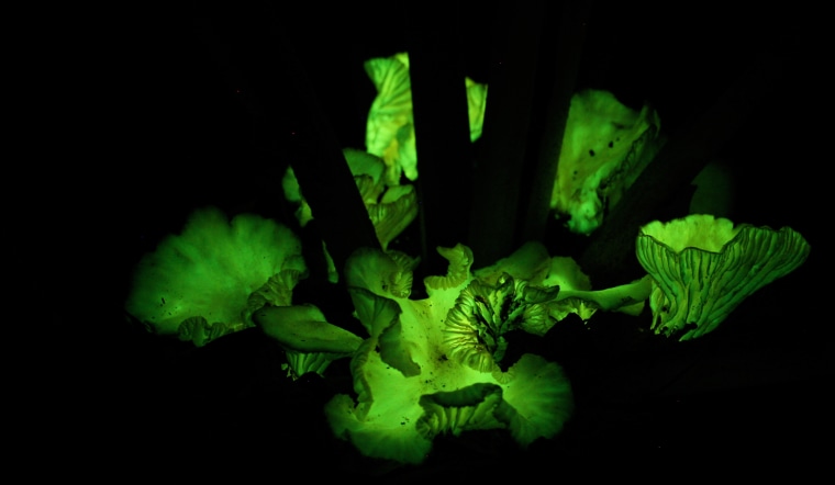 Image: Glowing mushroom