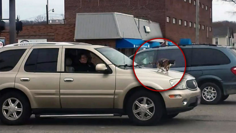 Image: Cat on car hood