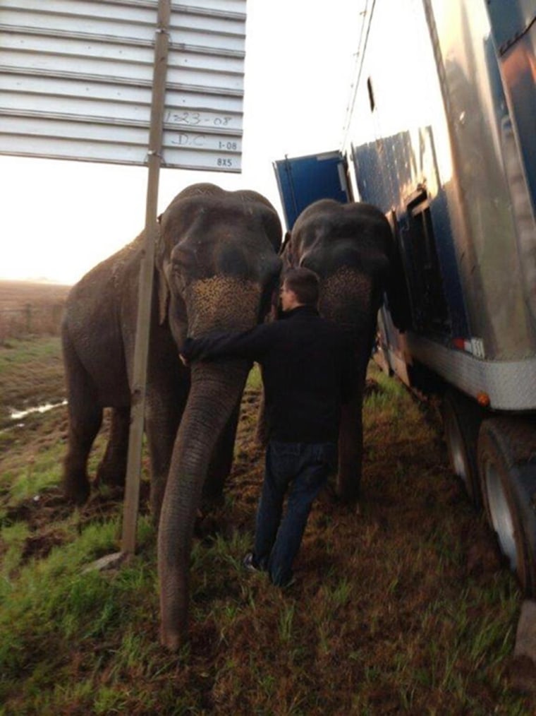 Image: NPSO Deputies find two elephants keeping 18-wheeler from overturning