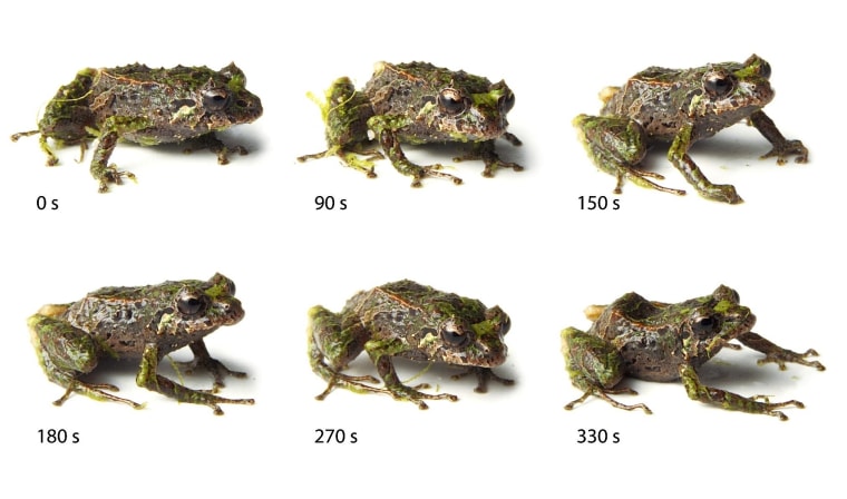Photo series showing the mutable rain frog's spine retraction process over a period of about 5 minutes.