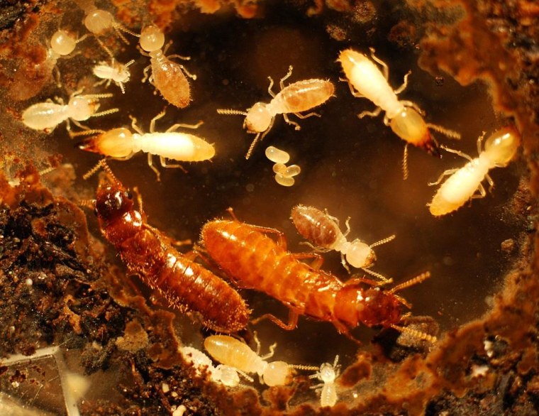 An interspecies colony, with Asian and Formosan adult termites with hybrid young.