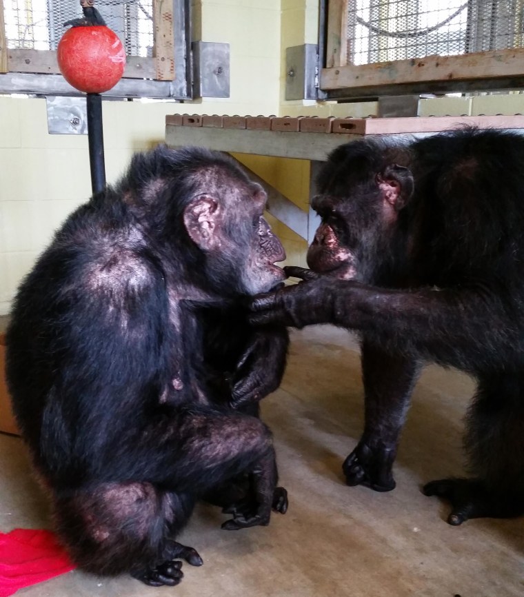 Image: Iris, who did not have any chimp friends at a Georgia zoo, meets her new friend Abdul at the Florida sanctuary she now calls home.