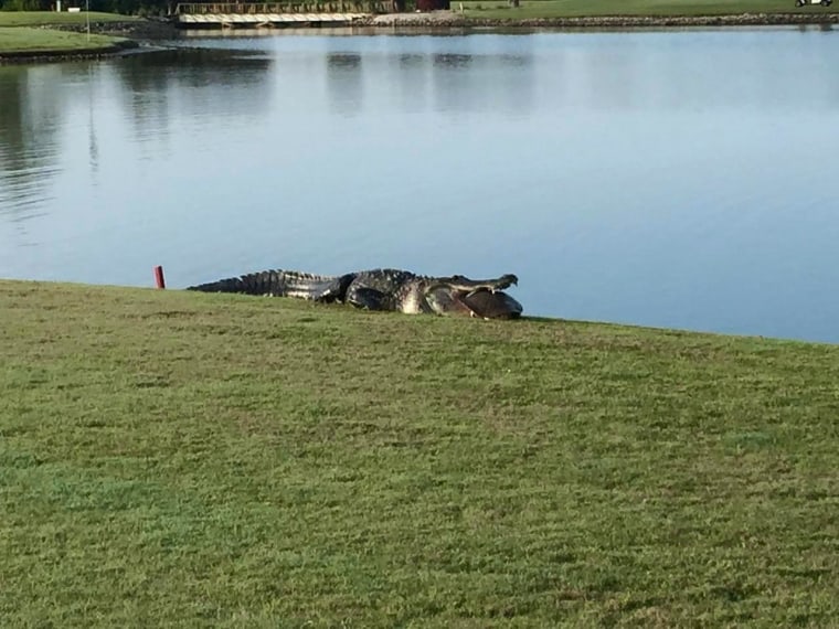 Image: An alligator eats a turtle at the Myakka Pines Golf Course in Florida.
