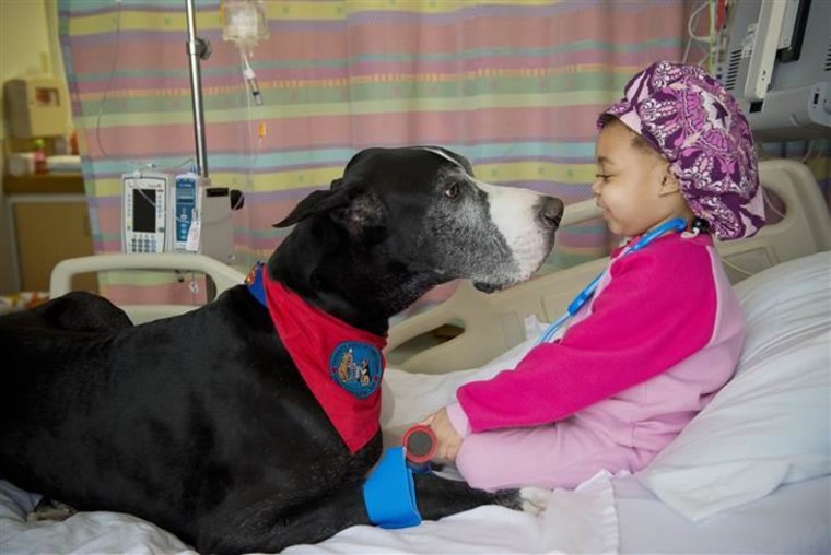 Great Dane Summit visits Saniyah. Fuzzy therapists provide patients a sense of normalcy, reduce pain and are a great distraction from the stress of being hospitalized.