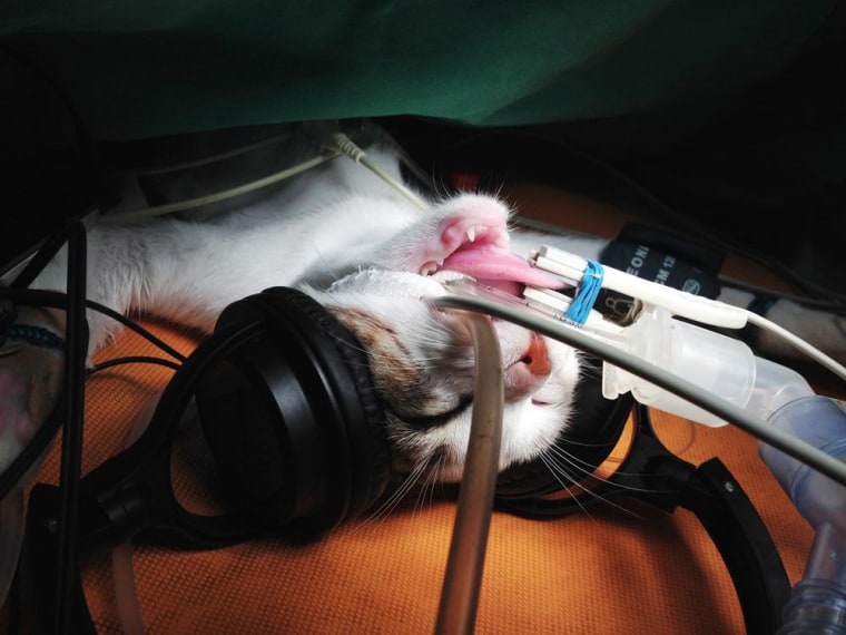 Image: Anesthetized cat