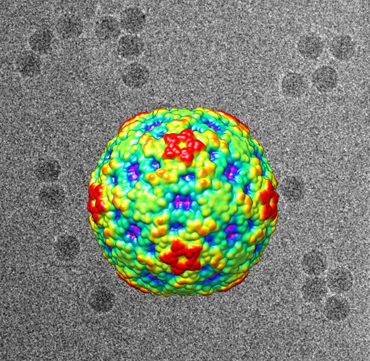 Image: This is a three-dimensional image of enterovirus D68 (center) reconstructed from cryo-electron micrographs (background).