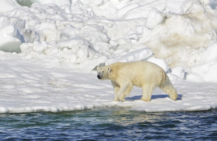 Image: Polar bear