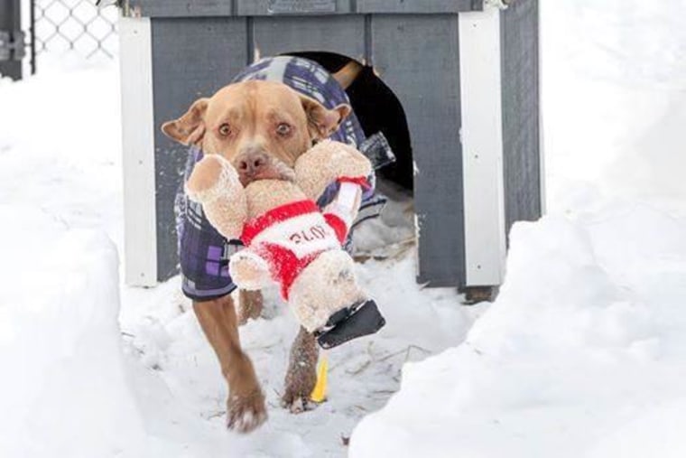 Chester the shelter dog was adopted after a photo of him went viral.