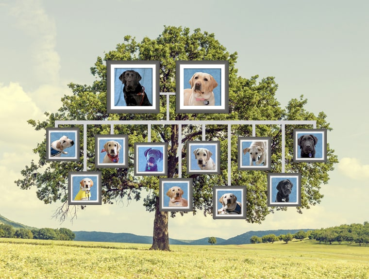 Wrangler's family tree