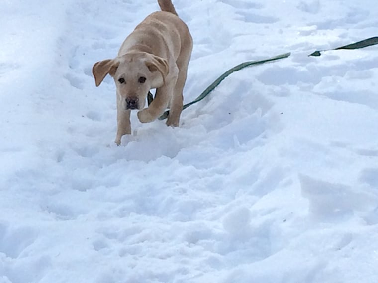 Wrigley, Wrangler's brother