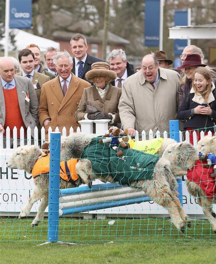 ASCOT, ENGLAND - MARCH 29:  Camilla, Duchess of Cornwall, Prince Charles, Prince of Wales and Sir Nicholas Soames watch sheep jump over a fence during...