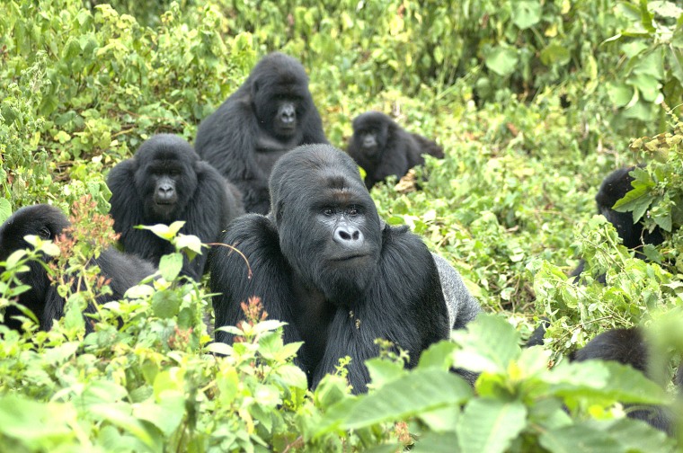 Image: Mountain gorillas