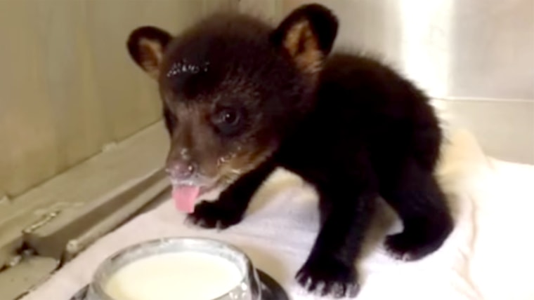 Bear Cubs Rescued in North Carolina