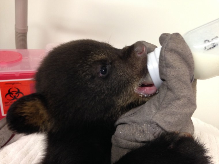 Bear Cubs Rescued in North Carolina