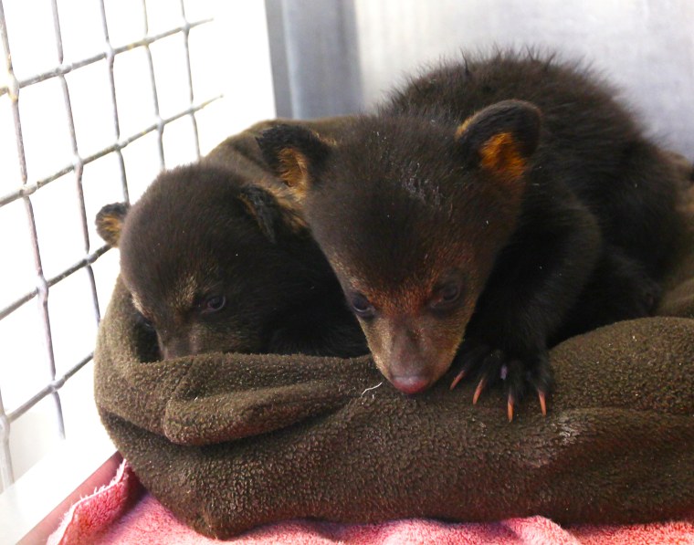 Bear Cubs Rescued in North Carolina
