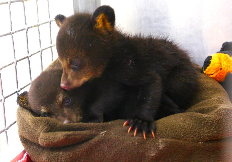 Bear Cubs Rescued in North Carolina