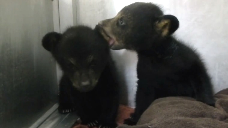 Rescued bear cubs