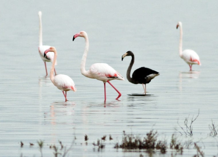 Image: Rare black flamingo spotted on Cyprus