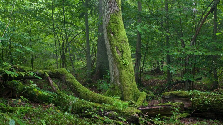 Moss on tree