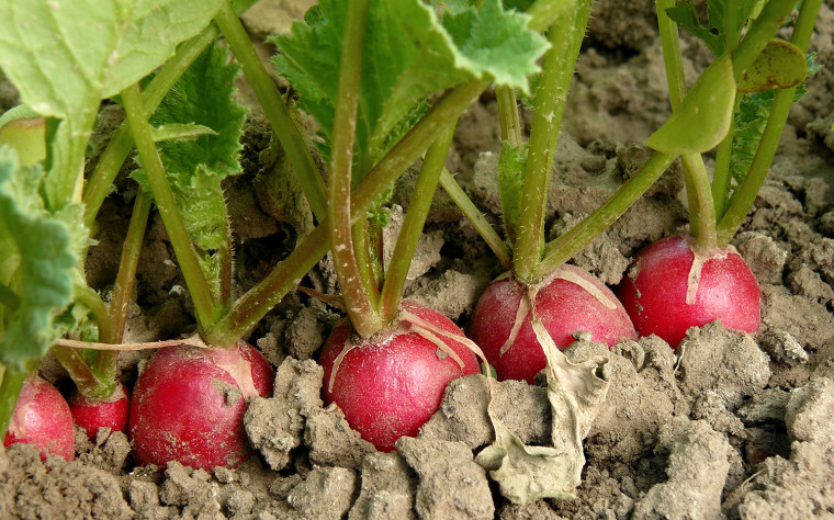 organic radishes growing on the vegetable bed