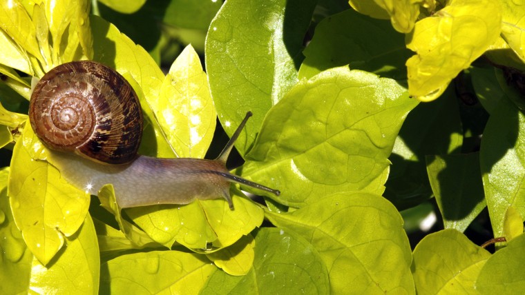 Snail on a plant