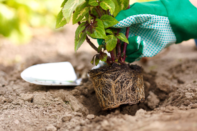 Planting a flower in the garden