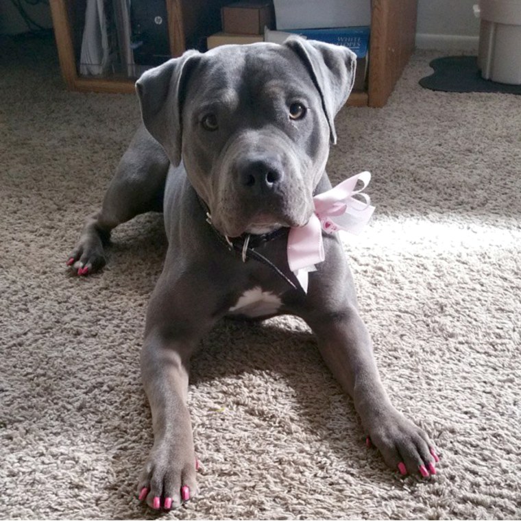 Roxy the dog shows off her mani and pedi