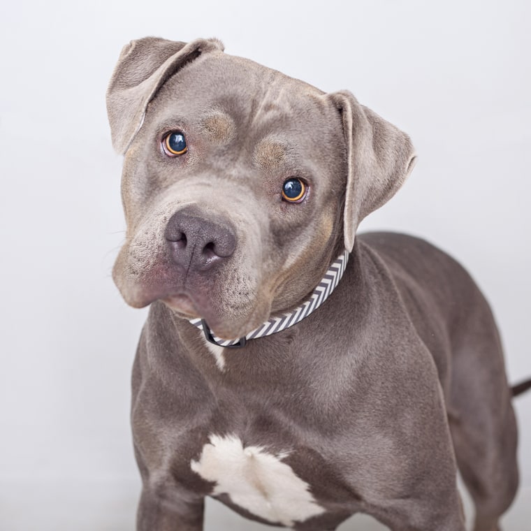 Roxy, a pit bull terrier, was left at a shelter in Los Angeles before she got paired with a teenage boy with Asperger syndrome.