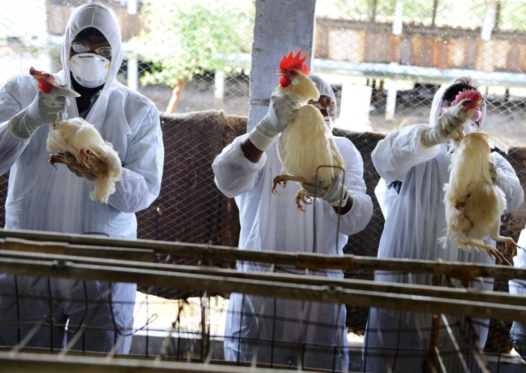 Image: Indian health workers wring the necks of chickens during a culling