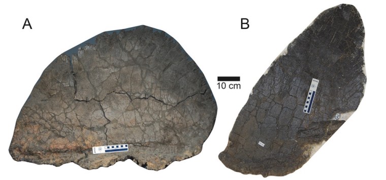 Image: Wide morph plate and tall morph plate from Stegosaurus