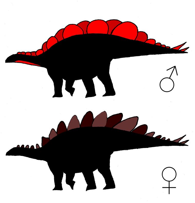 Image: Stegosaurus plates