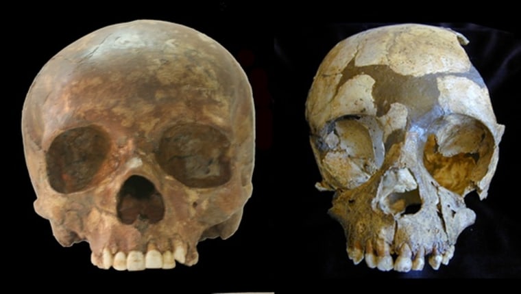 Image: Neanderthal and Paleolithic human skulls