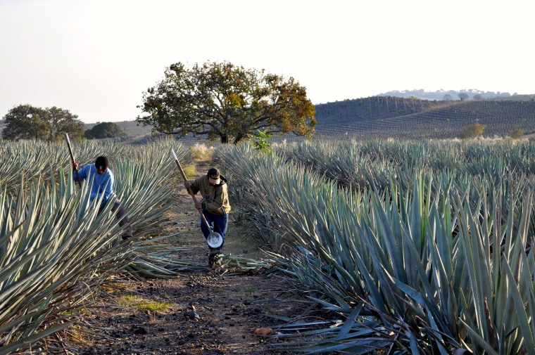 Image: Workers in Agave fields