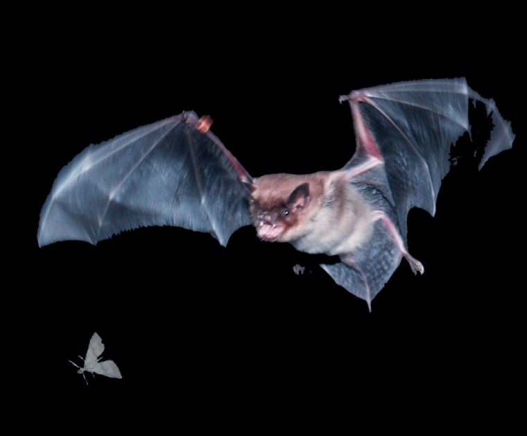 Tiny Hairs On Bats Wings Are Key To Their Maneuverability 