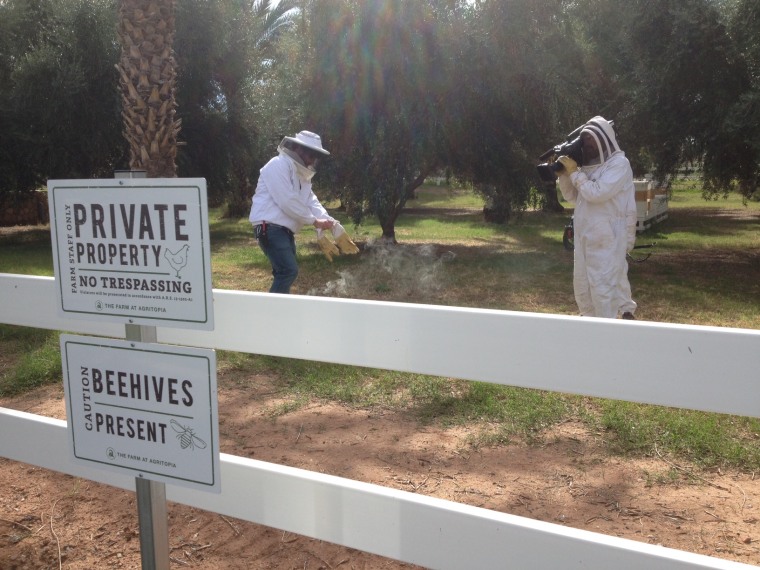 Beehives at Agritopia