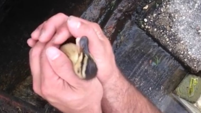 IMAGE: Duckling rescued in Slidell, Louisiana