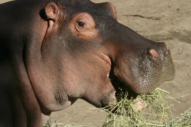 Image: Handout photo from Denver Zoo of Bertie, a 58-year-old male hippopotamus