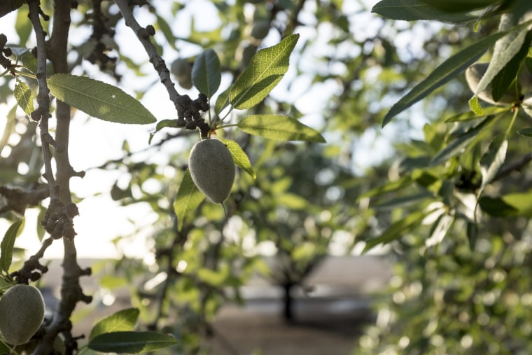 An almond grows at the Rogers family farm in Madera, California