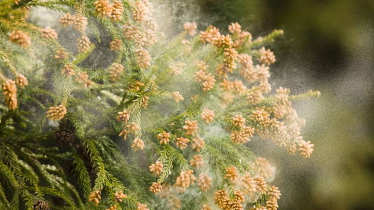 Pollen on trees