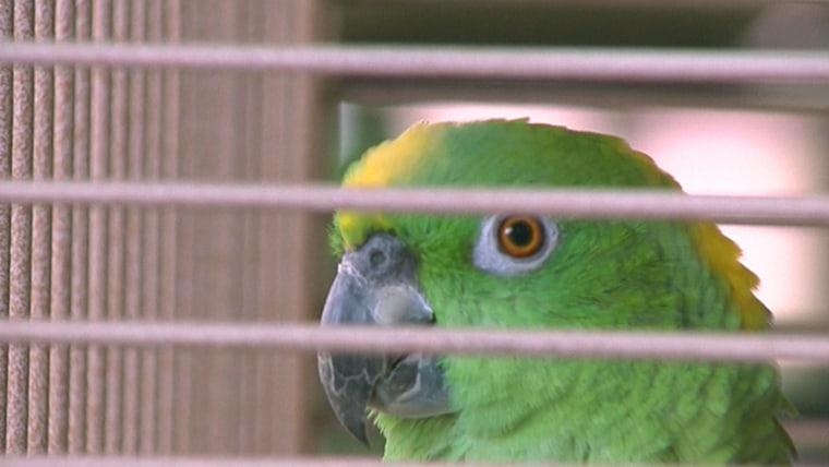 A parrot named Rula is at the heart of a dispute in Tracy, Calif., where a resident claims her neighbor’s bird frequently squawks the Spanish word for prostitute.