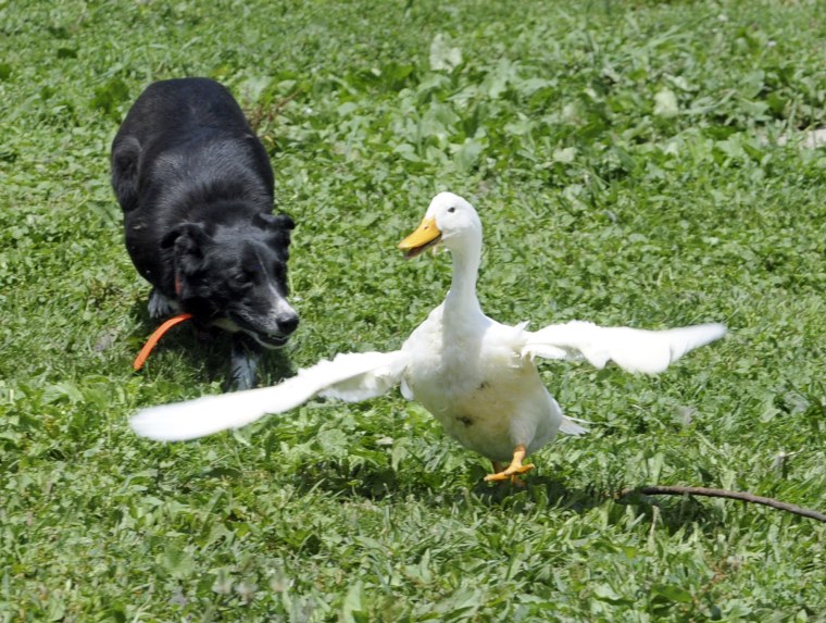 In a June 8, 2010 photo, boarder collie Queen practices with Indian running ducks. Geese Police uses border collies to chase geese away from ponds and grassy areas without harming them.