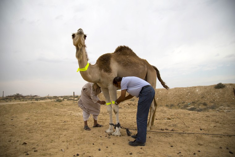 Image: Veterinarian Sliman El Sana helps Bedouin Yusuf El Hamid attach bright yellow material to his camels in the village of Bir Hadaja in southern Israel.