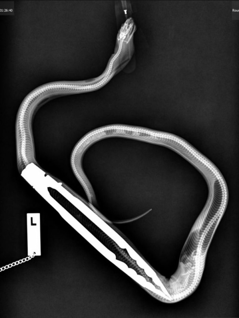 An x-ray shows tongs wedged inside a python.
