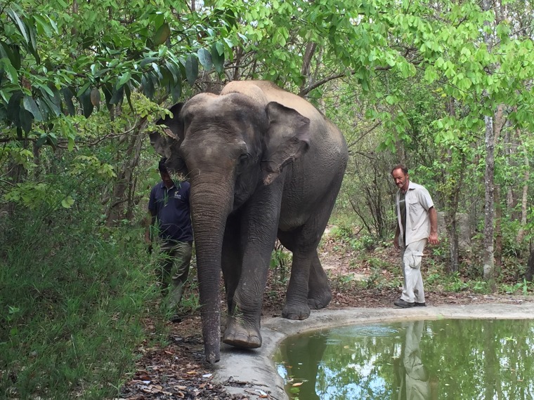 Nick Marx, wildlife rescue director at Cambodia's Phnom Tamao Wildlife Rescue Center, with Lucky the elephant.