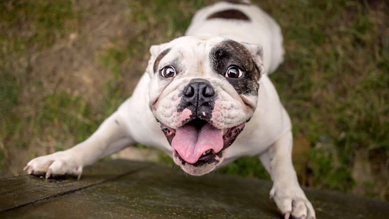 English bulldog