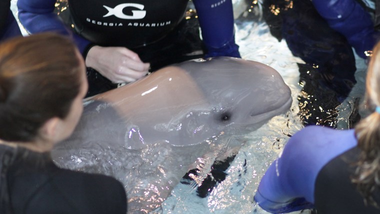 Georgia Aquarium's beluga whale Maris successfully gave birth to a female calf on Mother's Day 2015