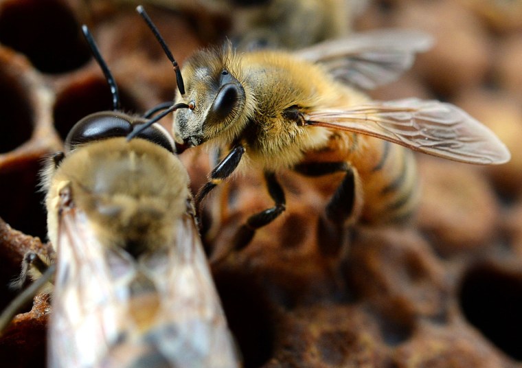 Image: Honey bees 