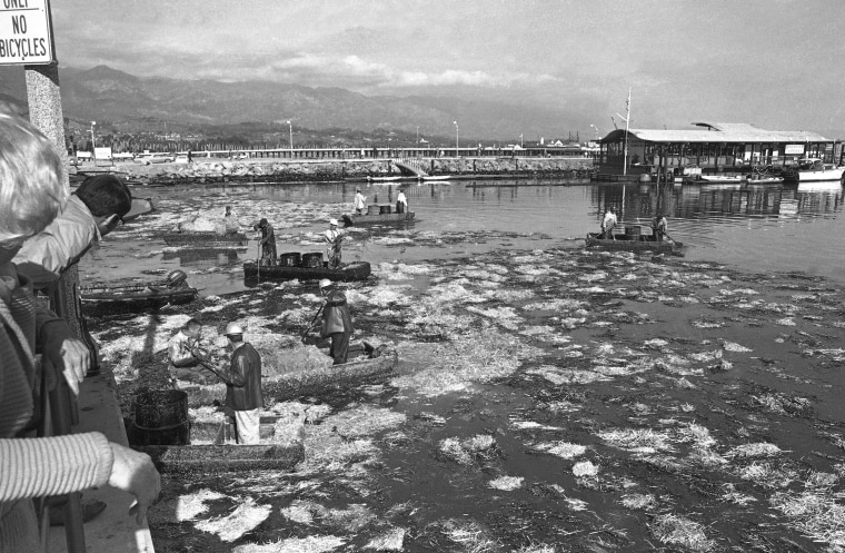 Workmen in small boats gather oil-soaked hay from the water in Santa Barbara, California on Feb. 8, 1969. Officials announced they had finally capped an underwater oil well which had been leaking oil into the ocean for 12 days, fouling harbors and beaches.