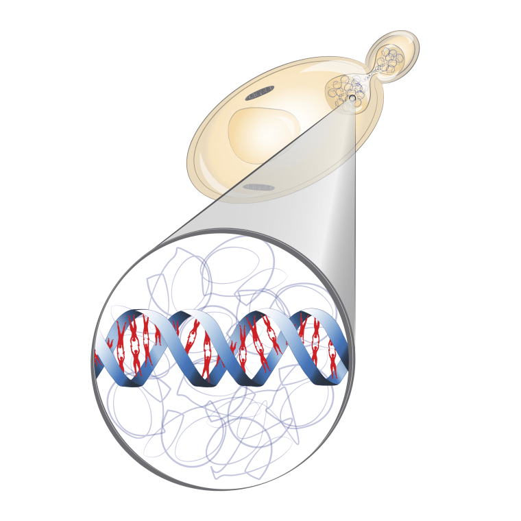 Image: Humanized yeast