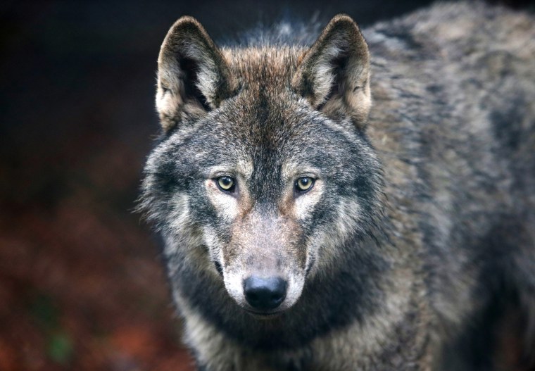 Image: A young male wolf